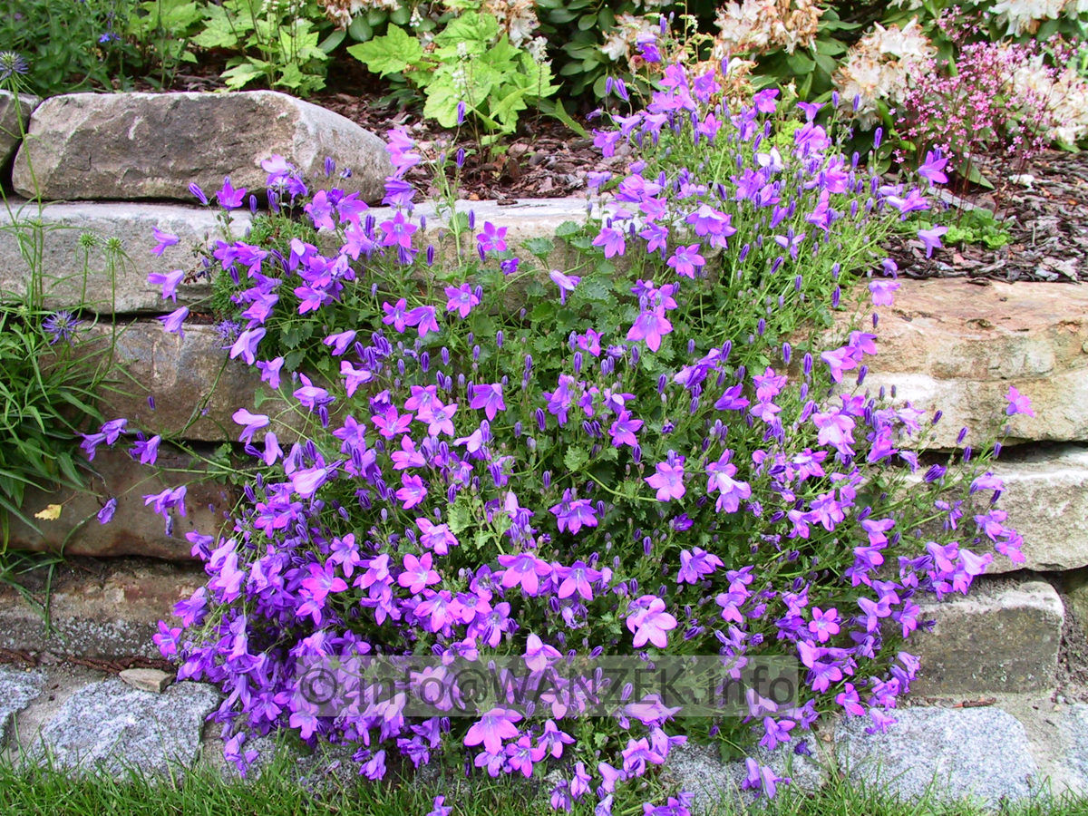 Campanula portenschlagiana Birch Hybrid 01.jpg